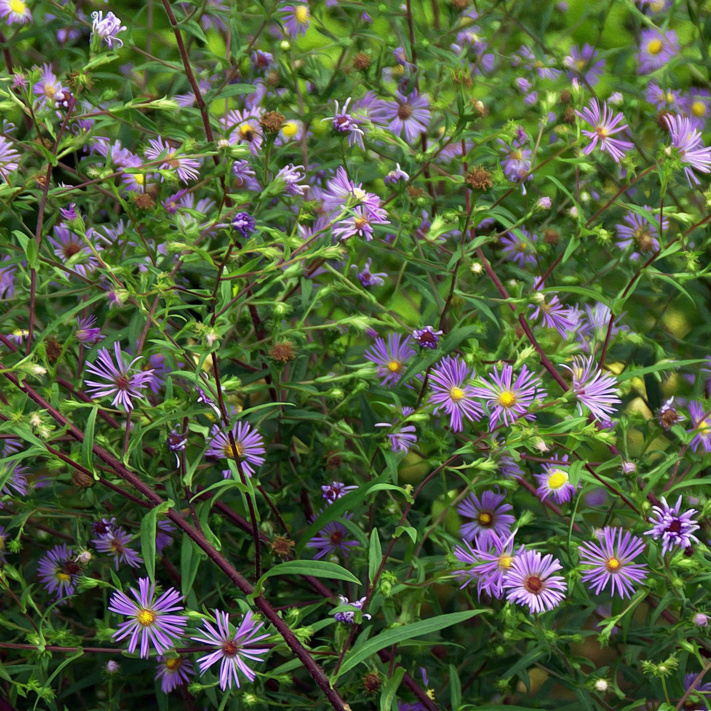 Swamp Aster