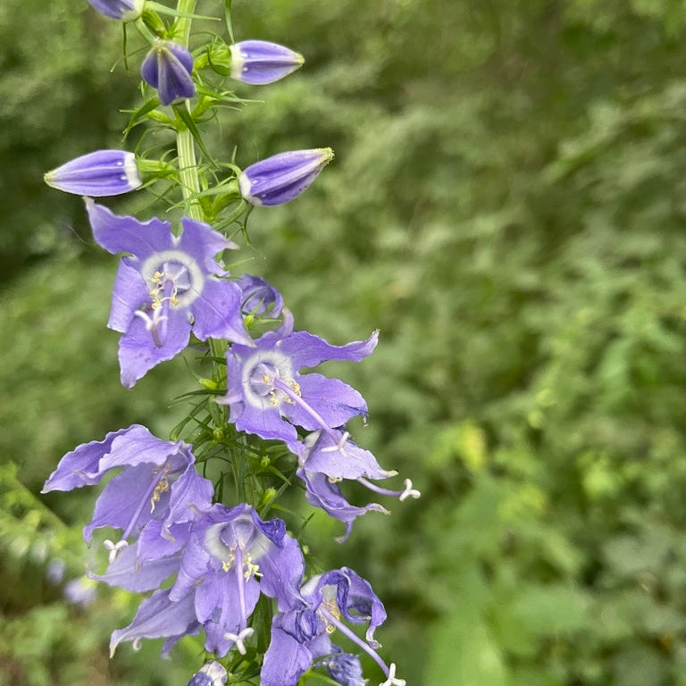 Tall Bellflower