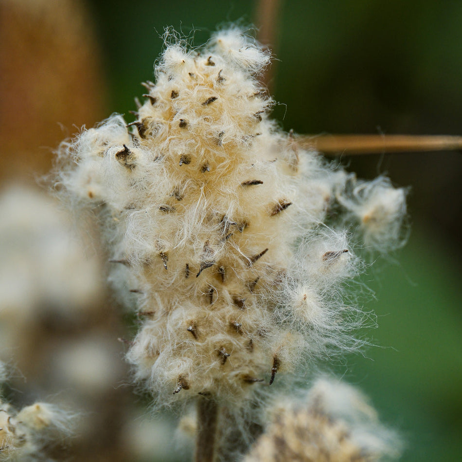 Tall Thimbleweed