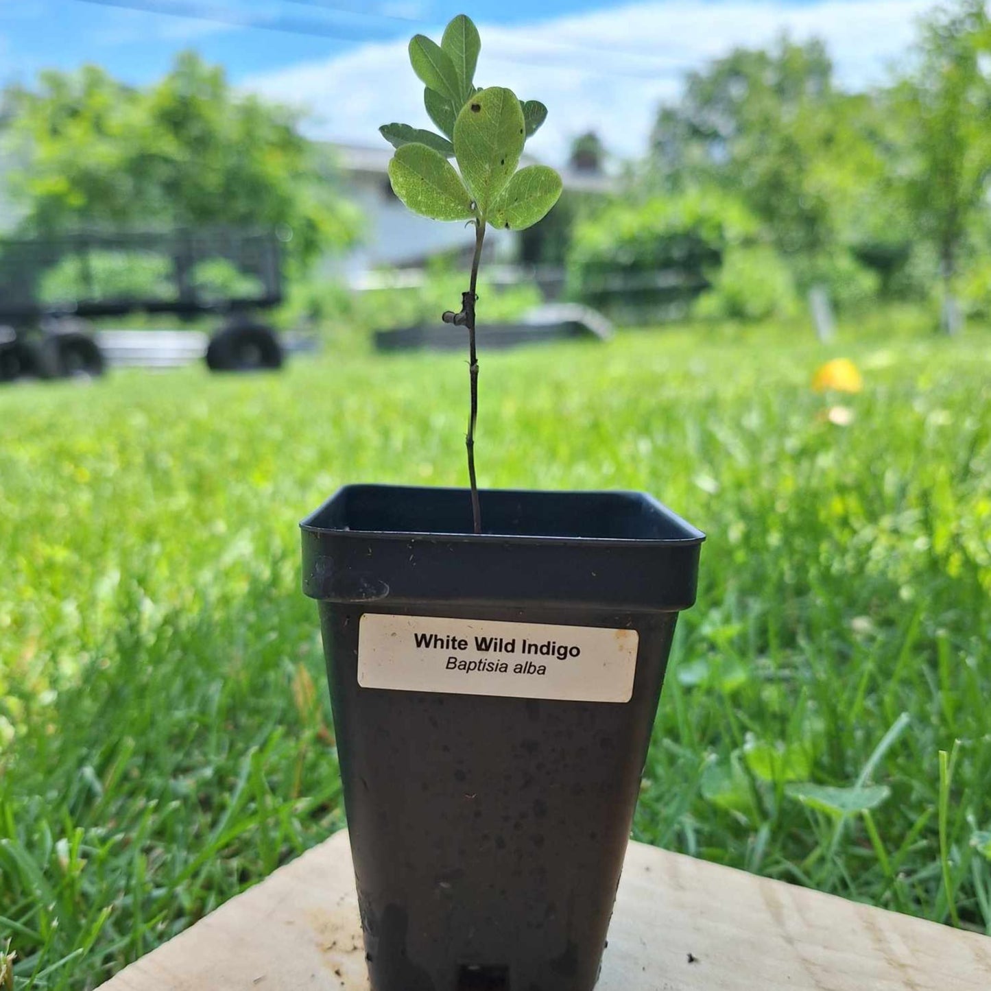 White Wild Indigo