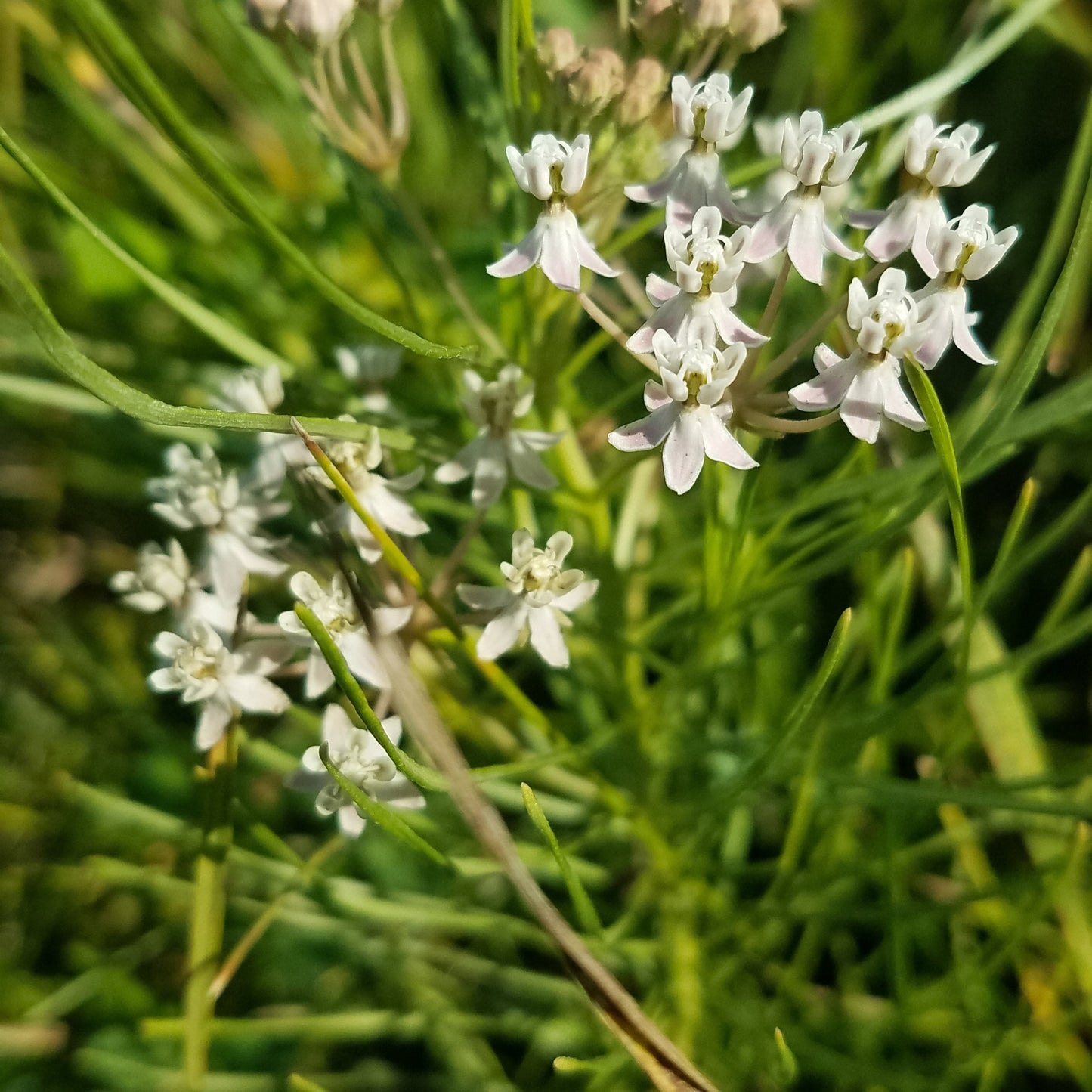 Whorled Milkweed