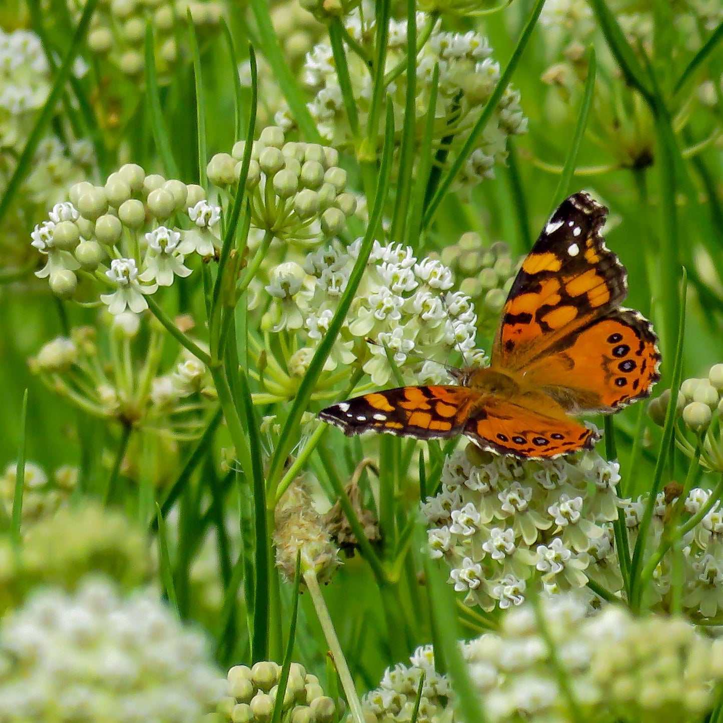 Whorled Milkweed