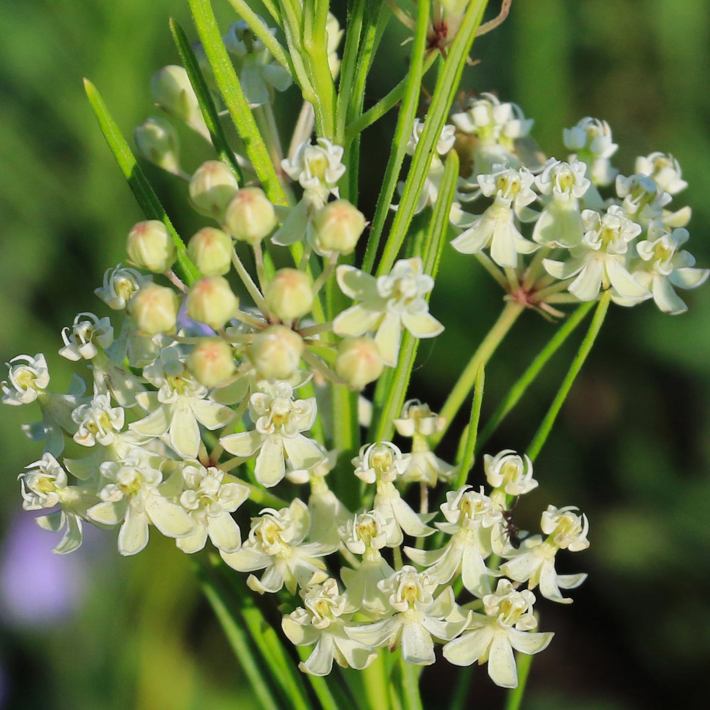 Whorled Milkweed