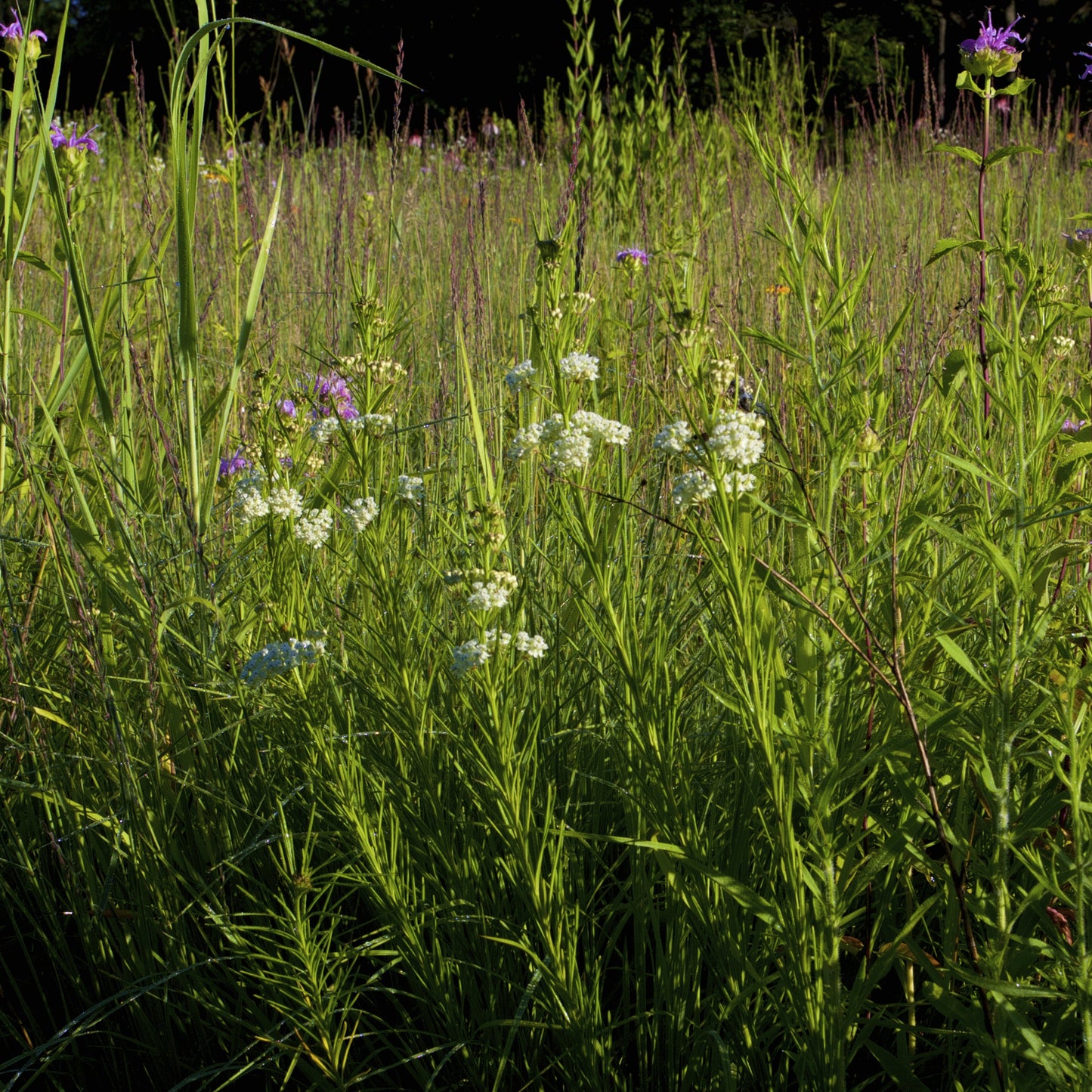 Whorled Milkweed