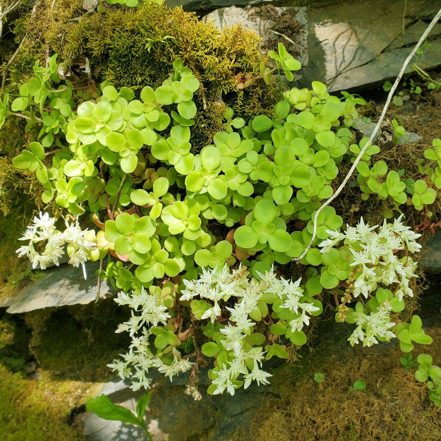 Green succulent plants with white flowers growing on a rocky surface