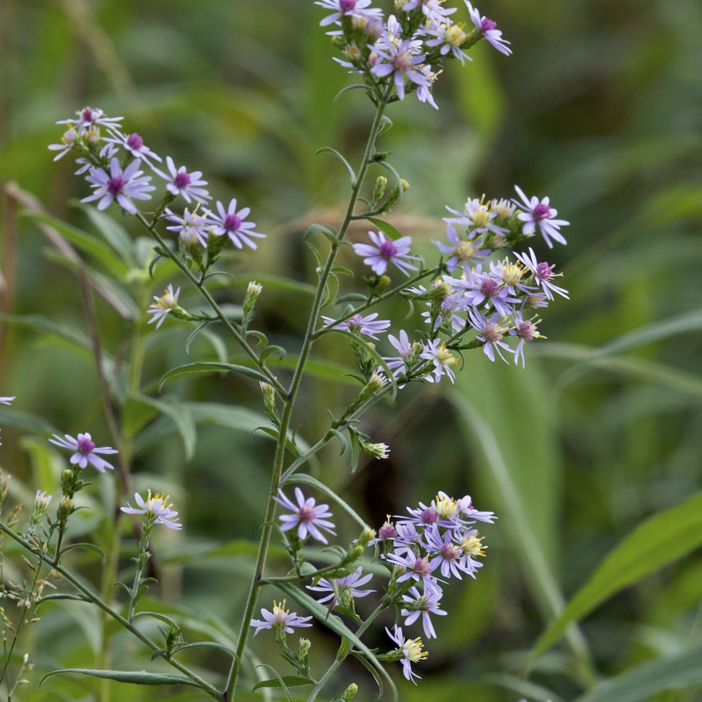 Willow Aster