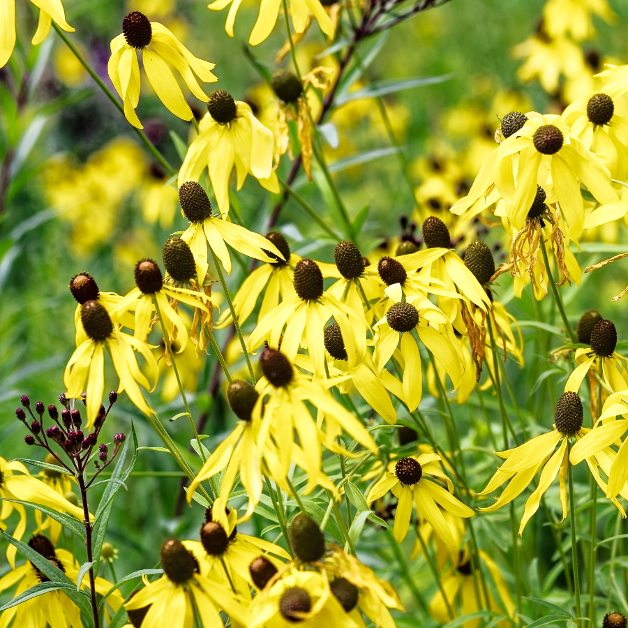Yellow Coneflower