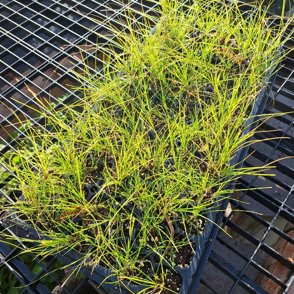Sedge/Grass Mini Plug Preorder