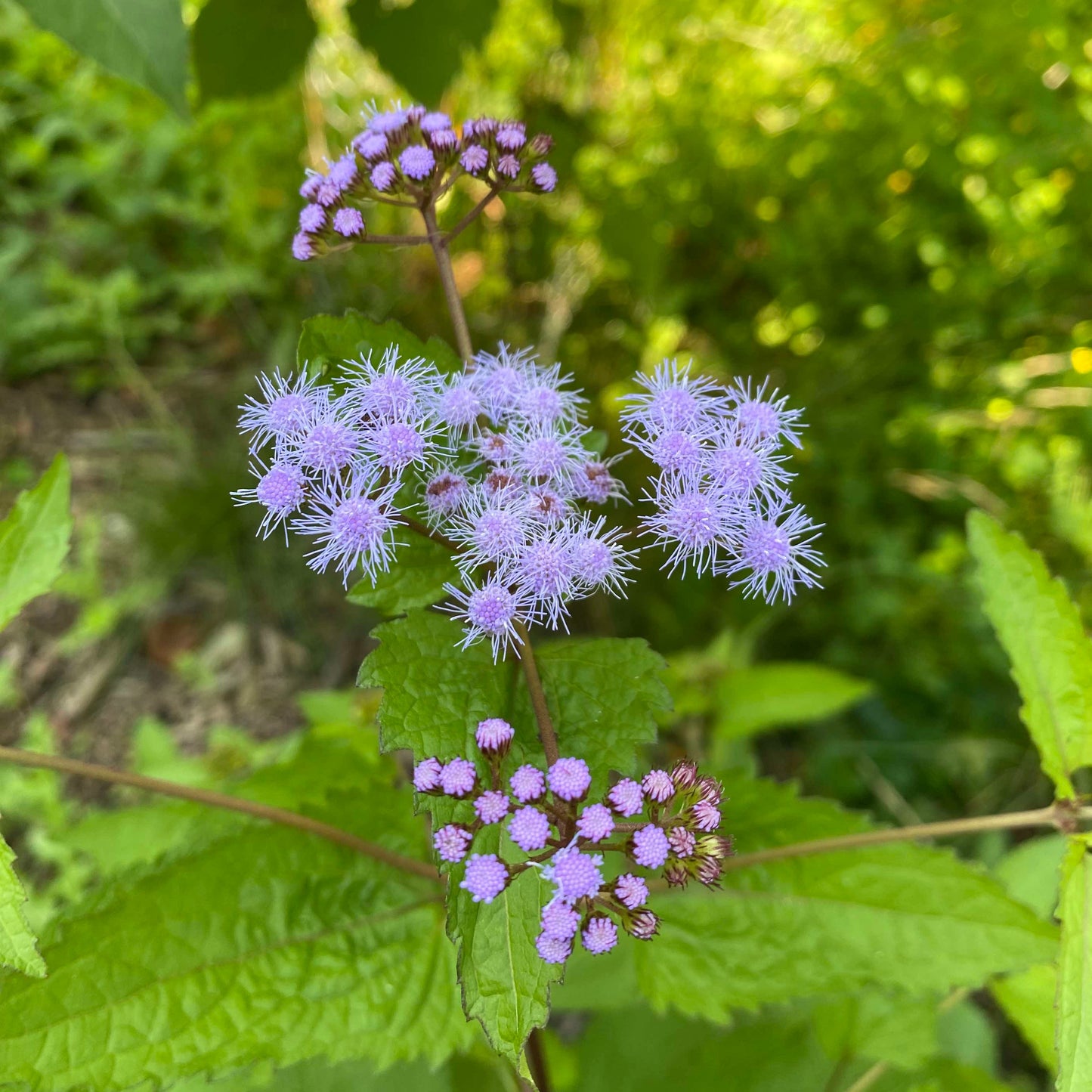 Mistflower