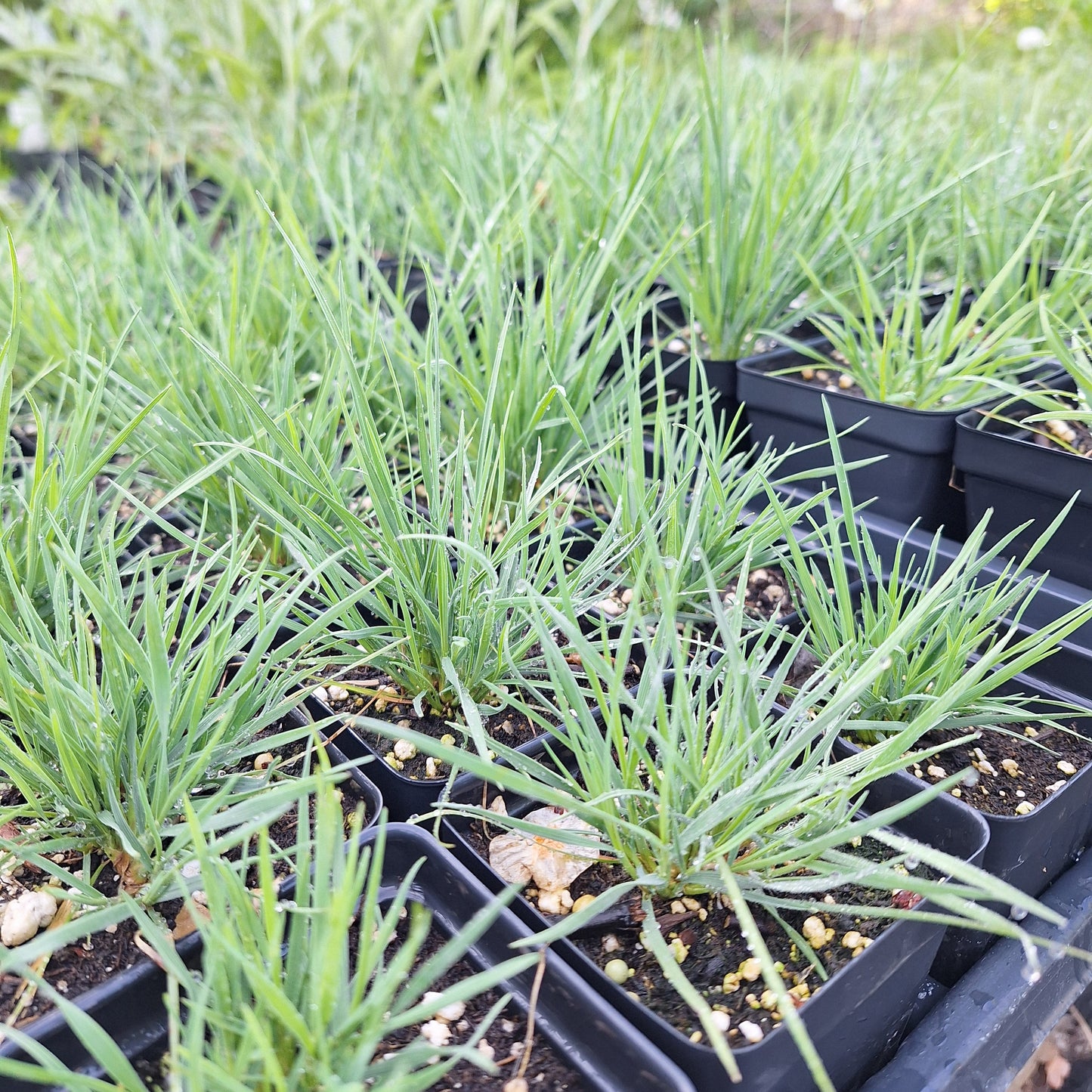 June Grass