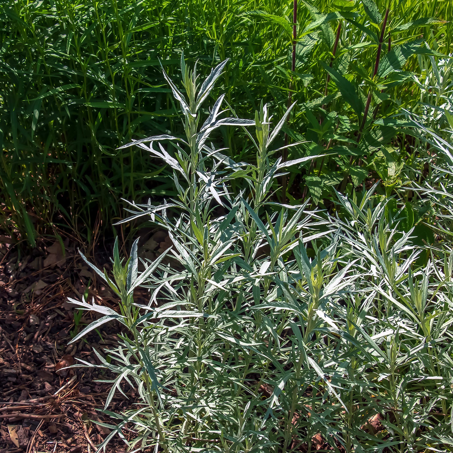 Prairie Sage