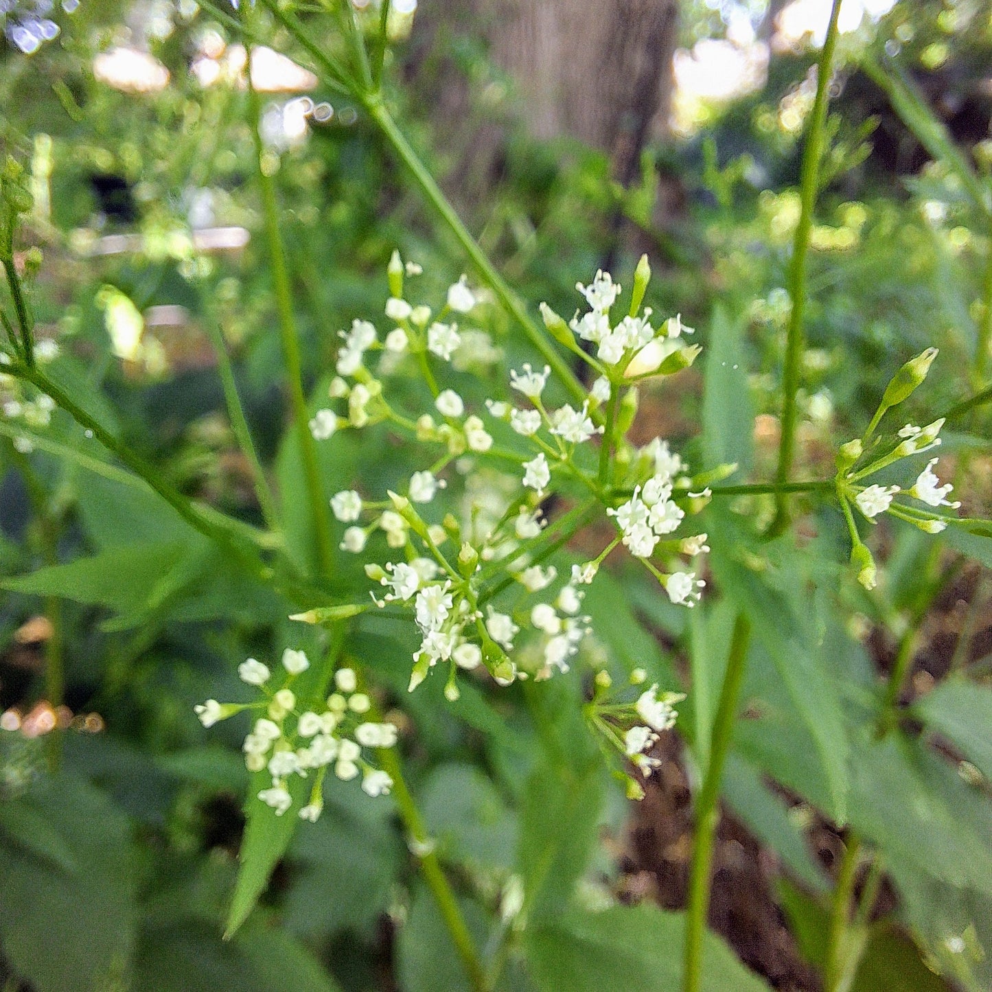 Honewort