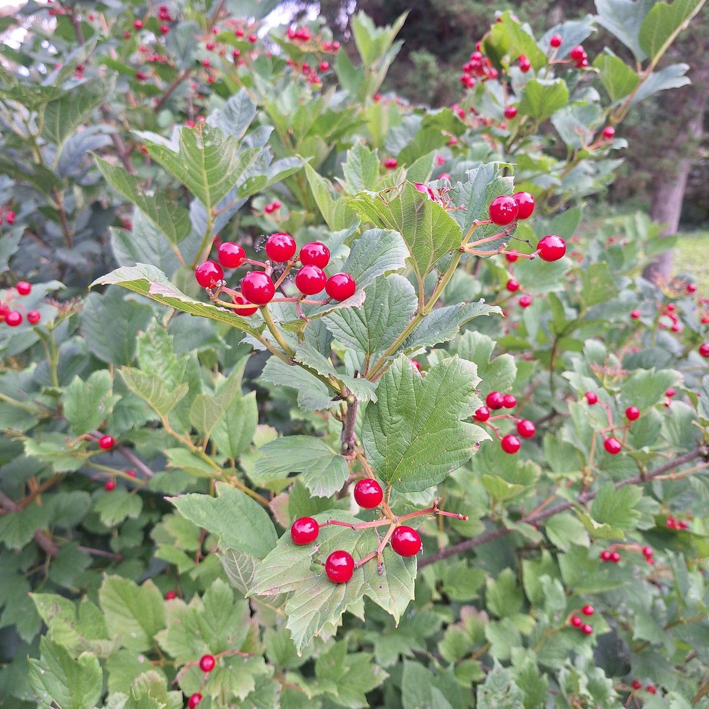 American Cranberry Bush (1 Gallon)