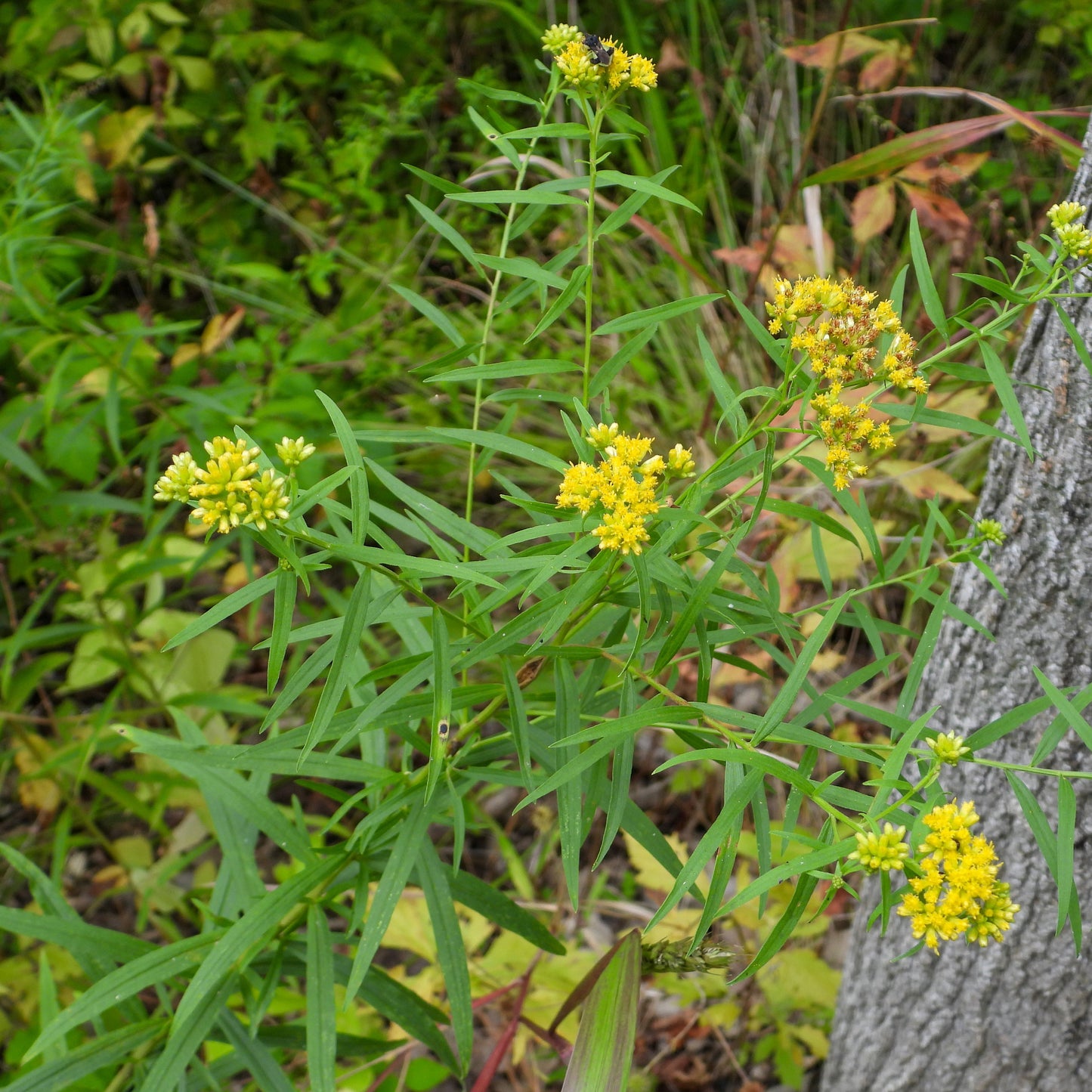 Grass-leaved Goldenrod