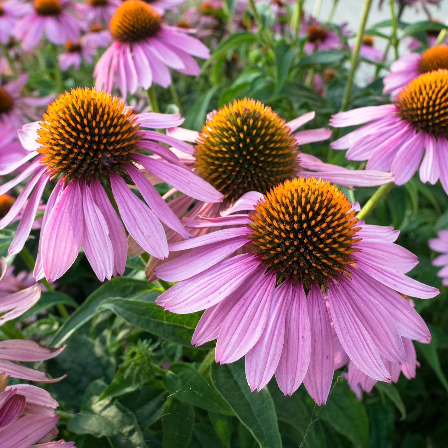 Purple Coneflower