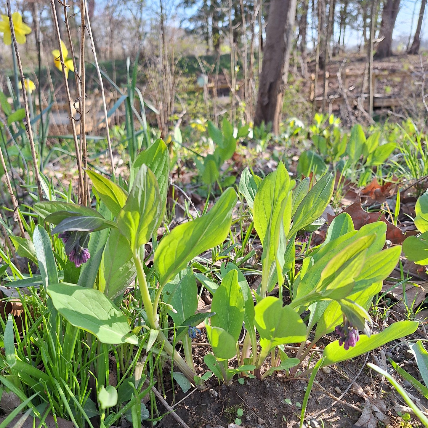 Virginia Bluebells