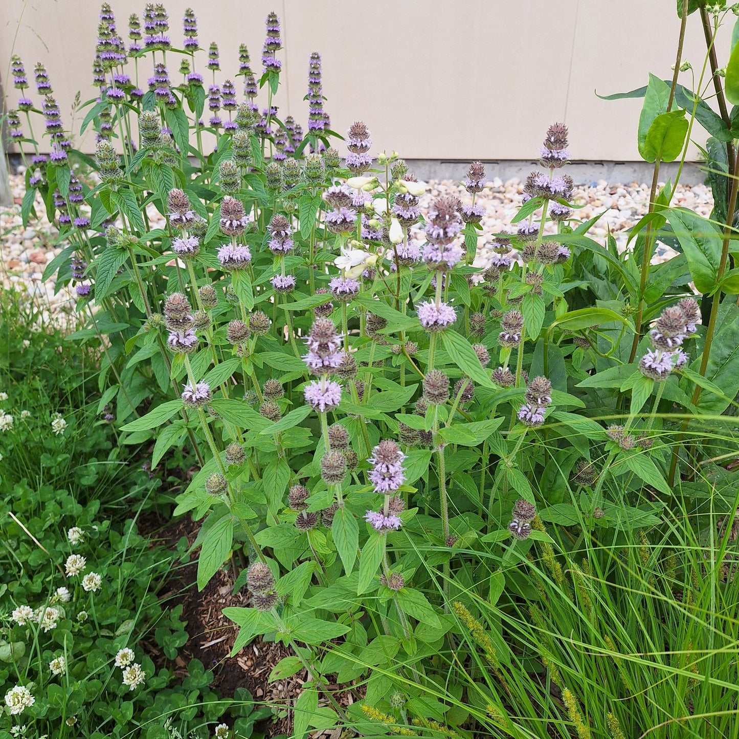 Downy Wood Mint