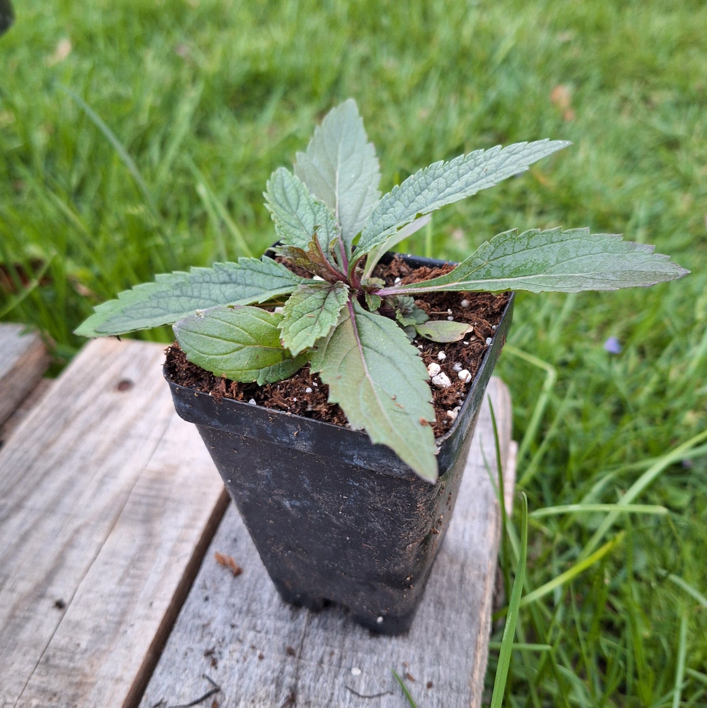 Blue Vervain