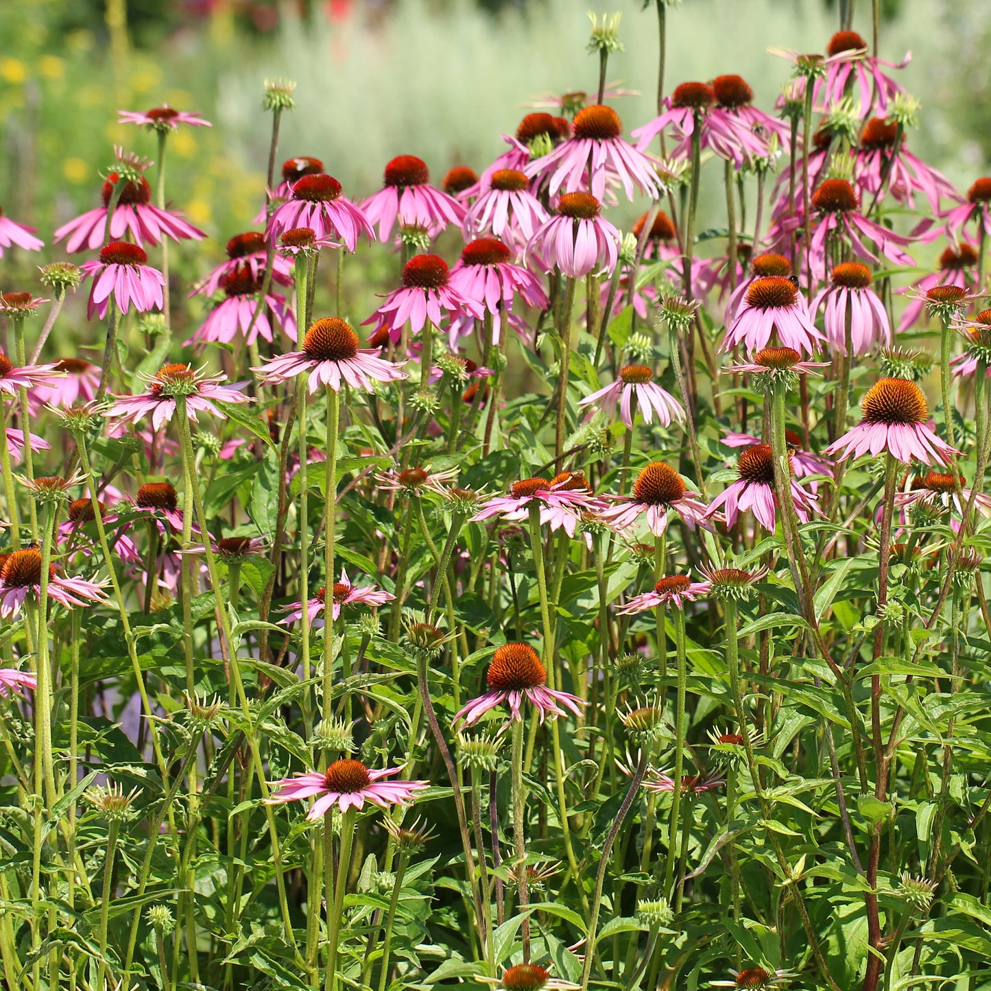 Purple Coneflower