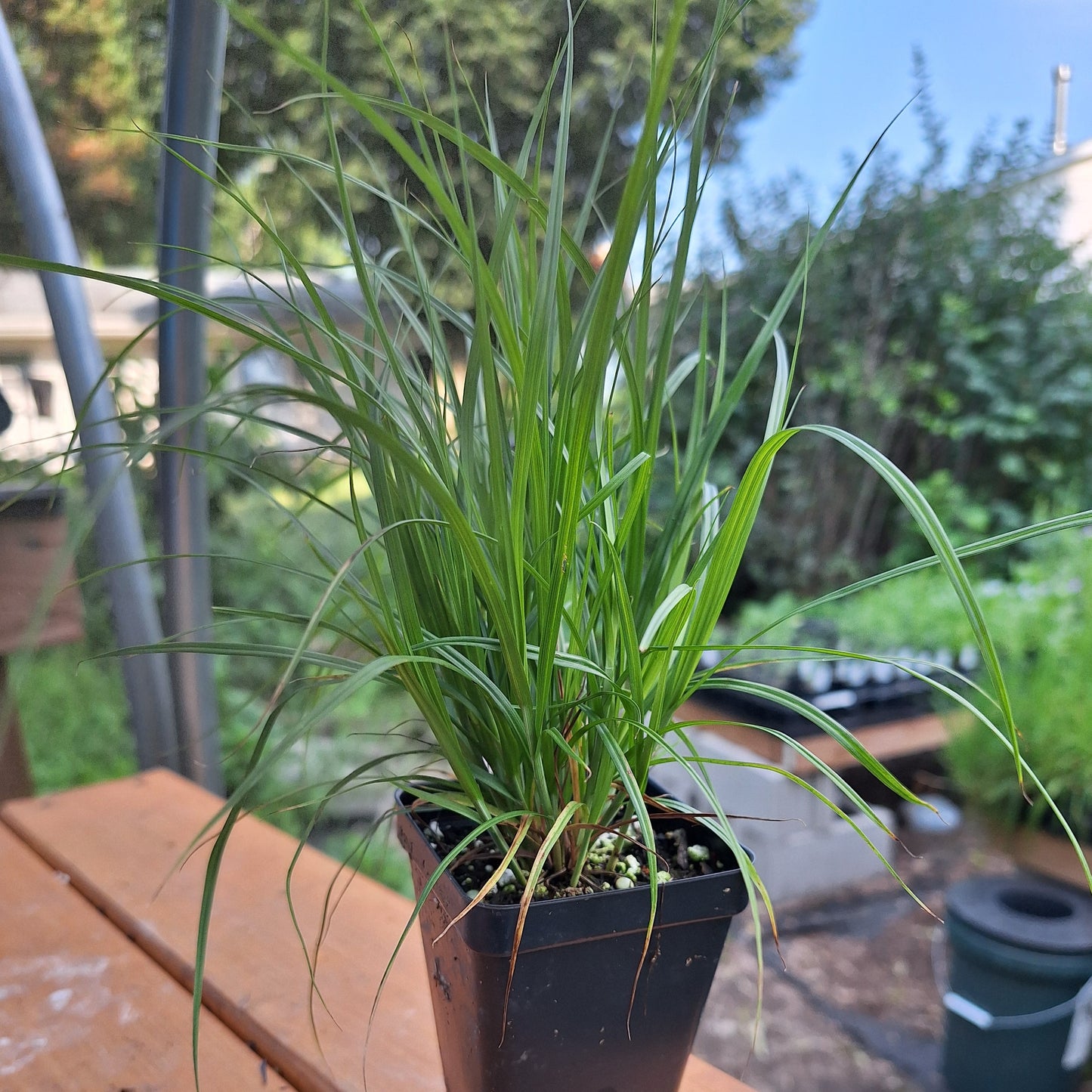Plains Oval Sedge