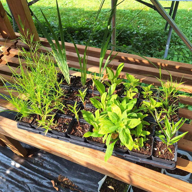 Plants