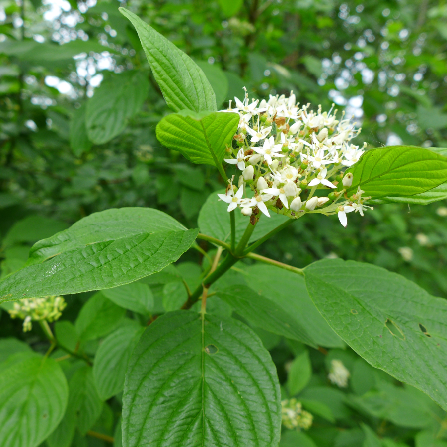 Red Osier Dogwood