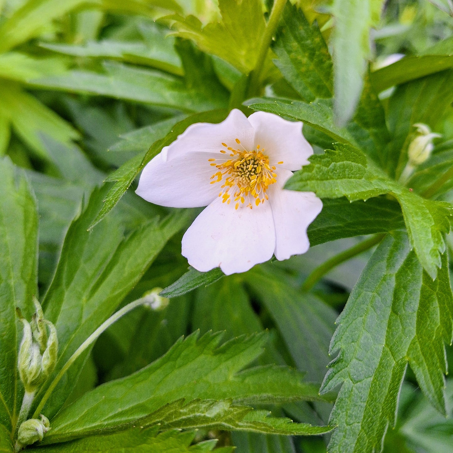 Canada Anemone
