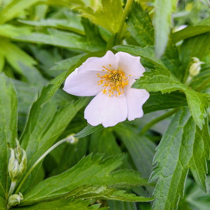 Canada Anemone