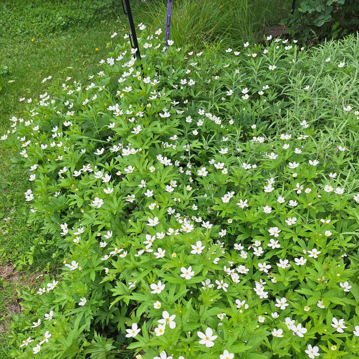 Canada Anemone