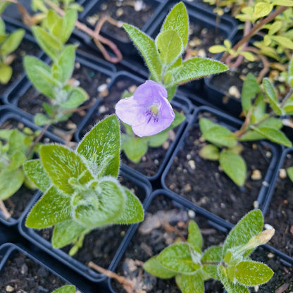 Wild Petunia