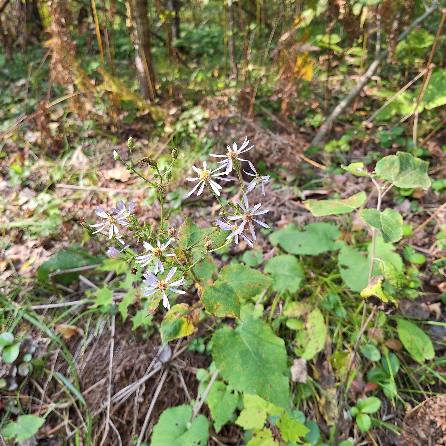 Big-leaved Aster