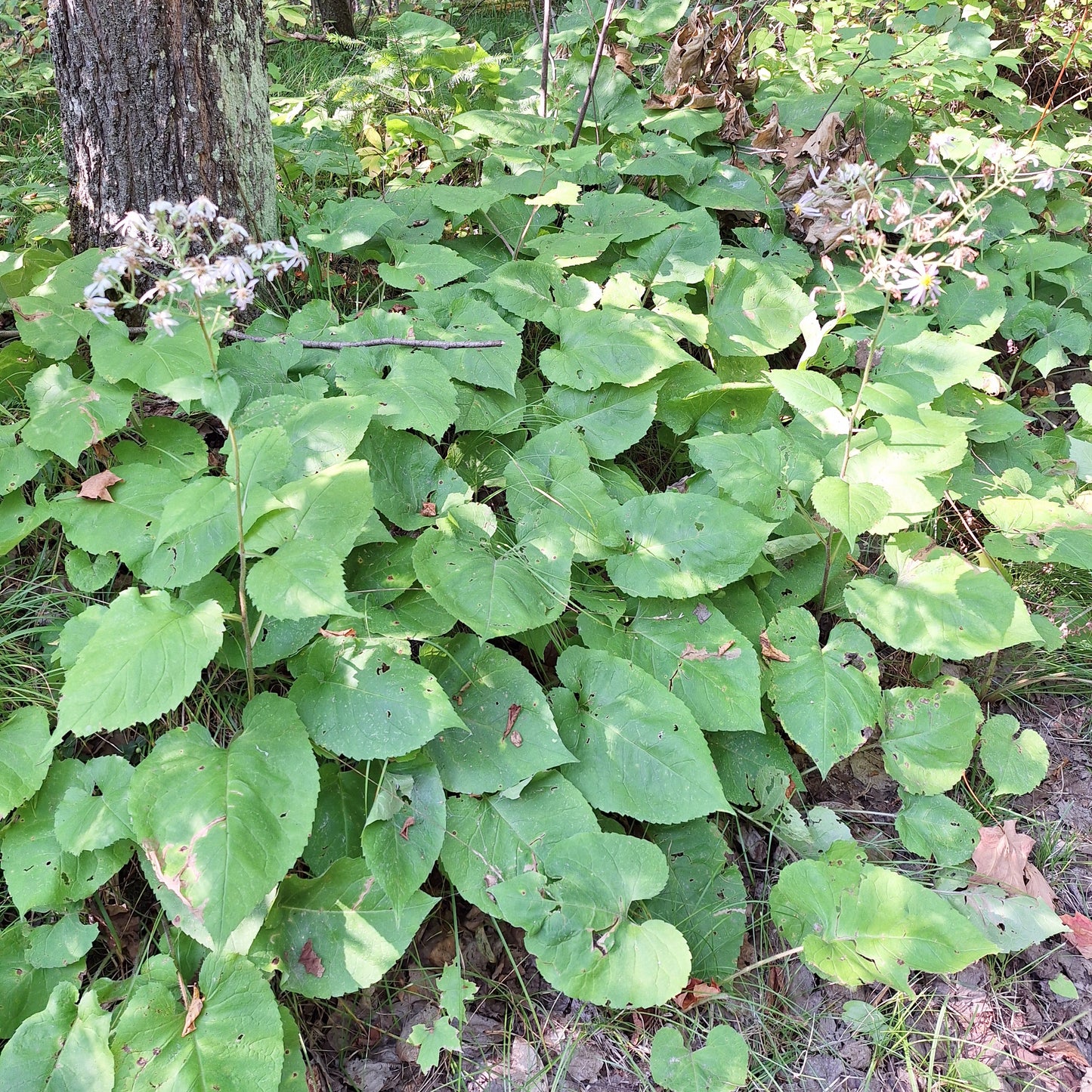 Big-leaved Aster