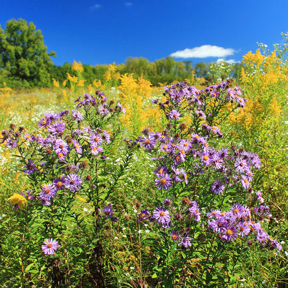 New England Aster