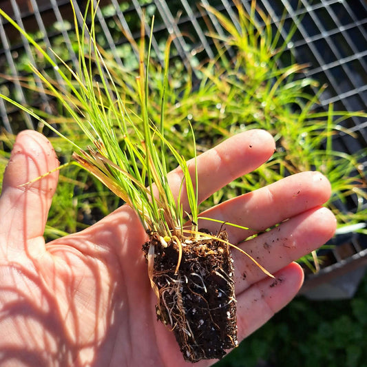 Sedge/Grass Mini Plug Preorder