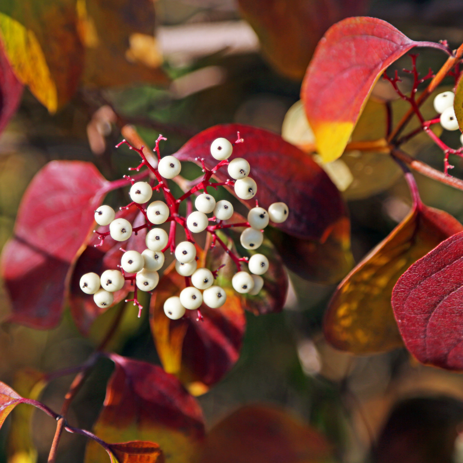 Red Osier Dogwood