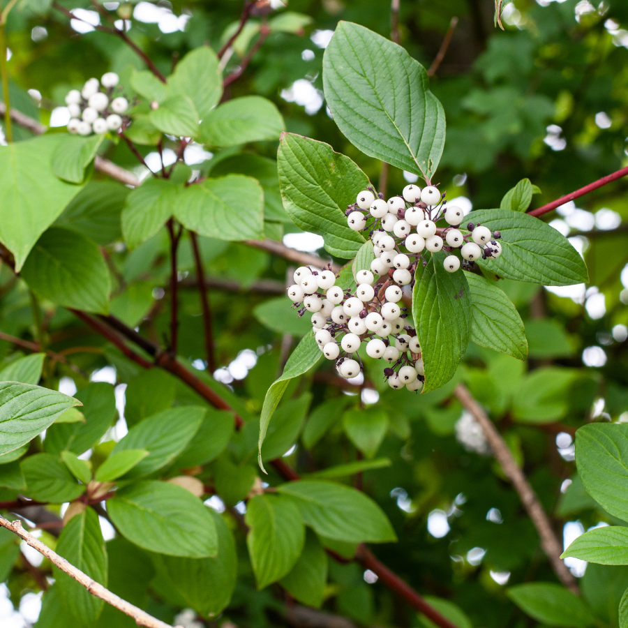 Red Osier Dogwood