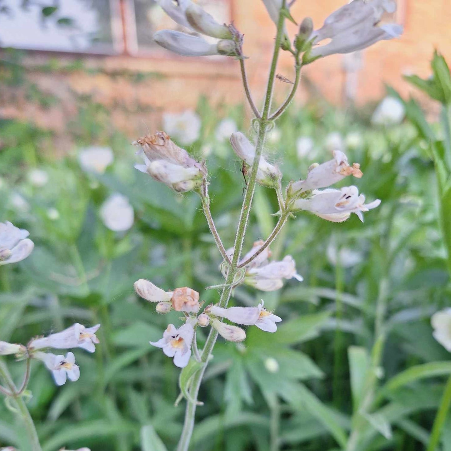 Pale Beardtongue