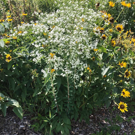 Flowering Spurge