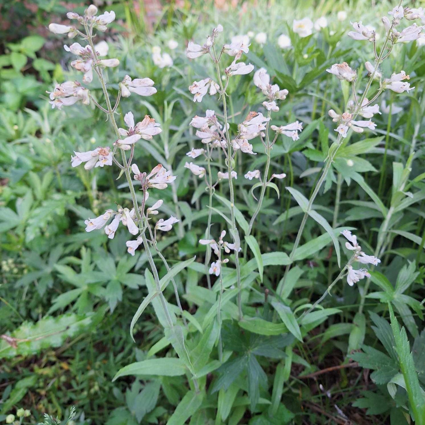 Pale Beardtongue