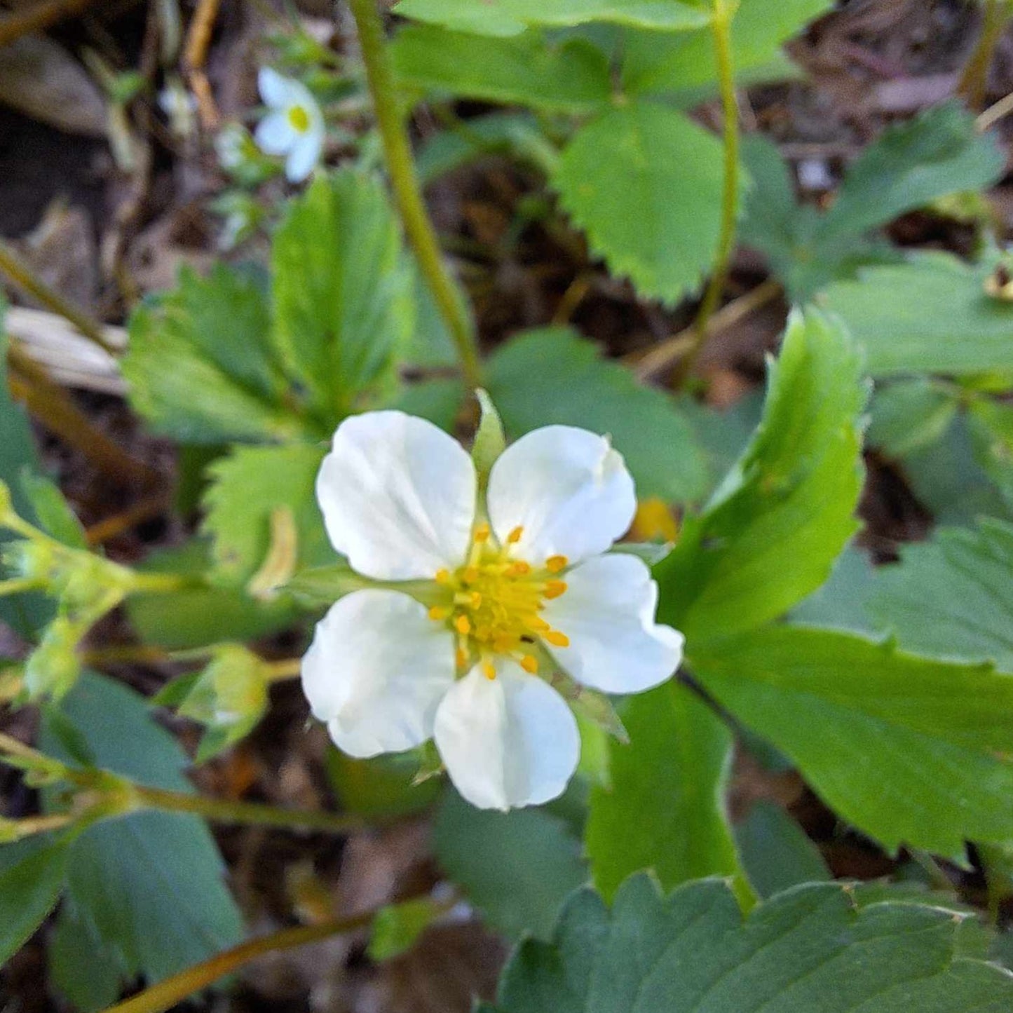 Wild Strawberry