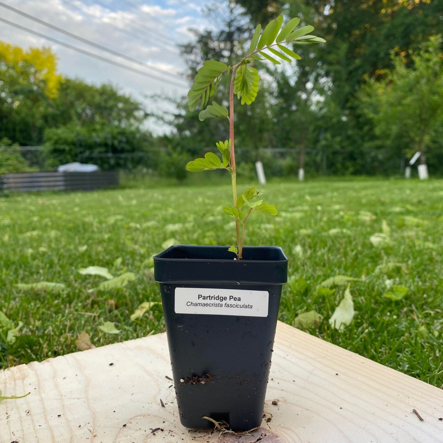 Partridge Pea