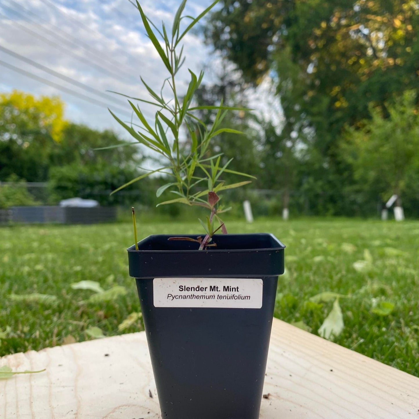 Slender Mountain Mint