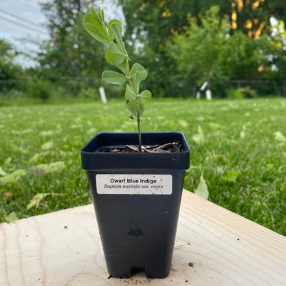 Dwarf Blue Indigo