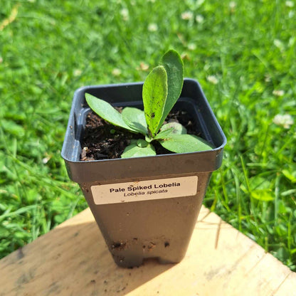Pale Spiked Lobelia