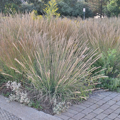 Side-oats Grama