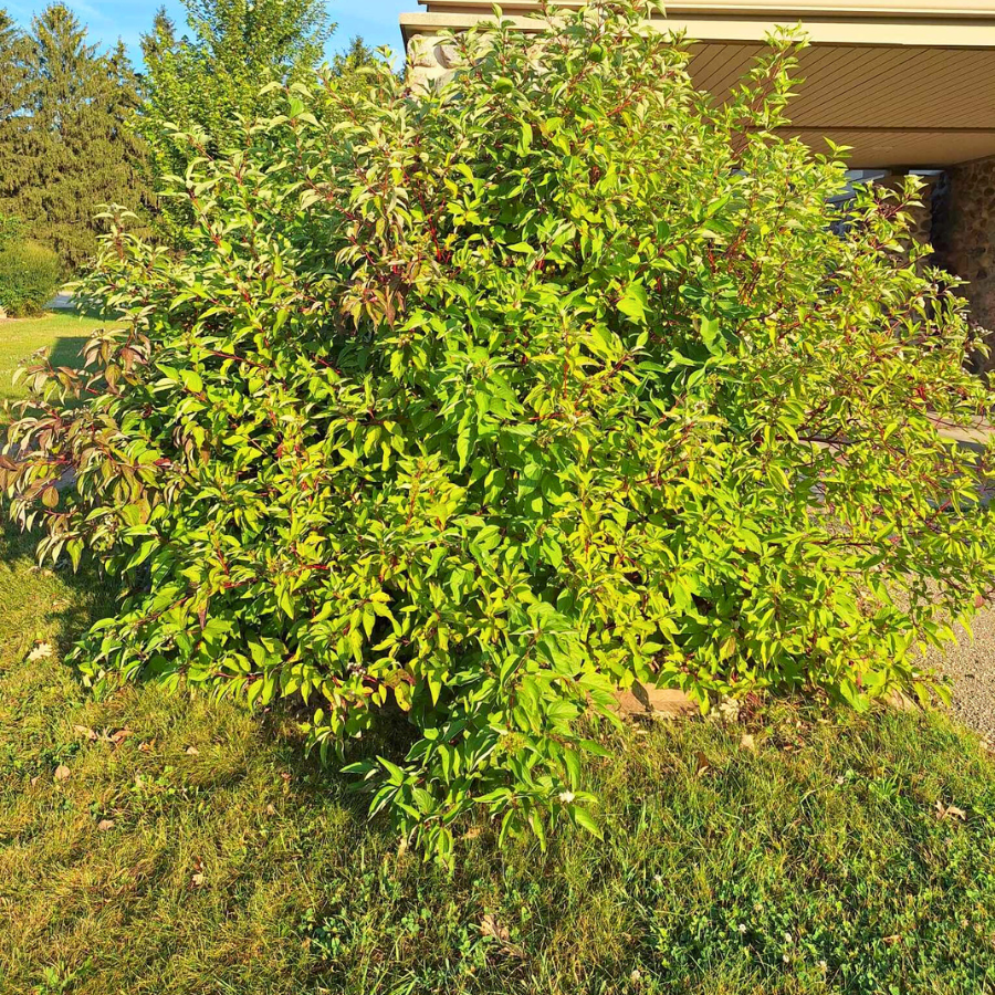 Red Osier Dogwood