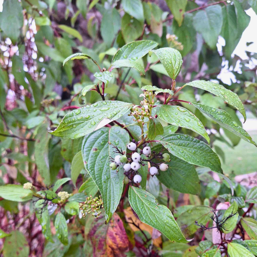 Red Osier Dogwood