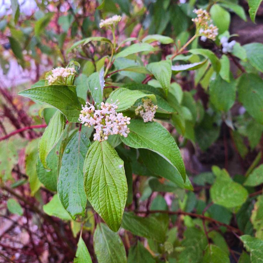 Red Osier Dogwood