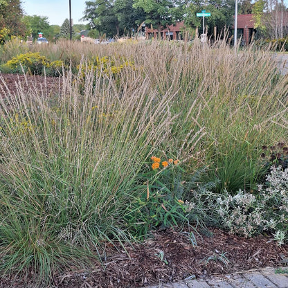 Side-oats Grama
