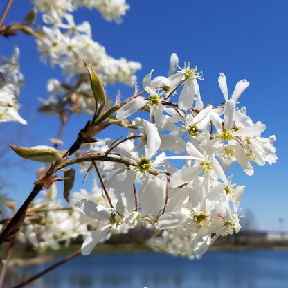 Alleghany Serviceberry